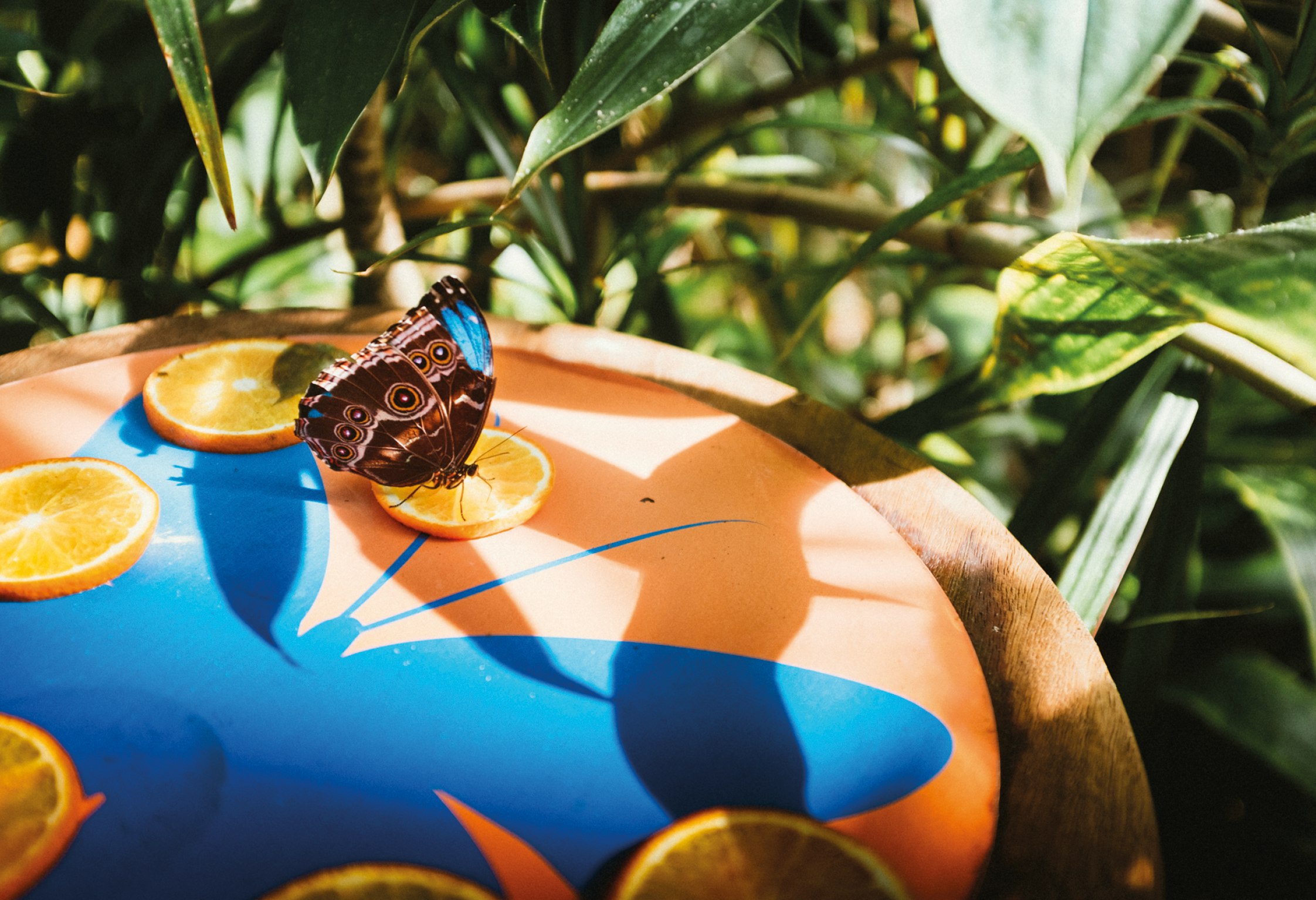 brown butterfly on top wood surrounded by plants